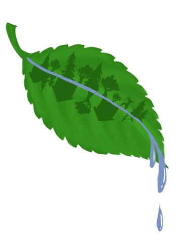 leaf dripping water