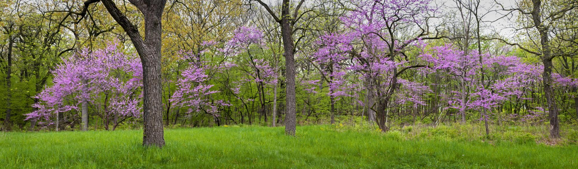green grass and pink blooming spring trees
